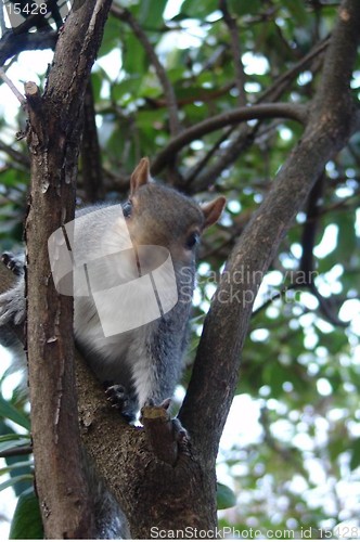 Image of SQUIRREL 1