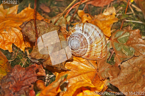 Image of Shell on falling leaves