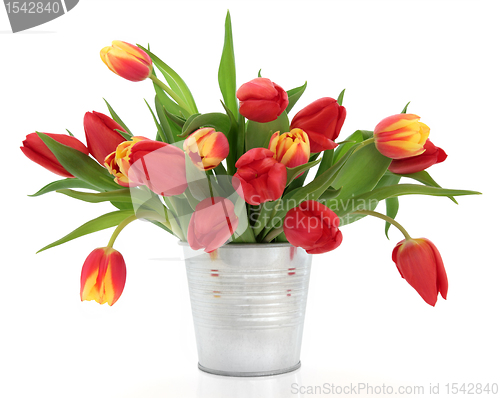 Image of Spring Tulips