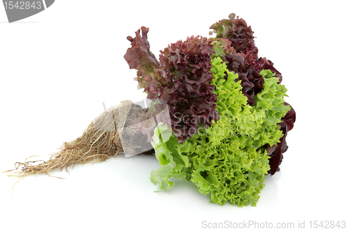 Image of Lettuce Plant