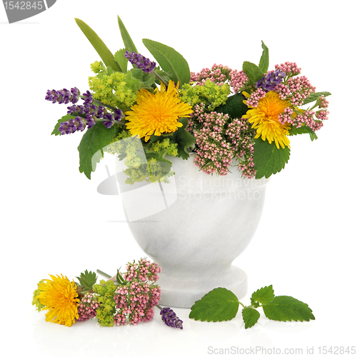 Image of Healing Herbs and Flowers