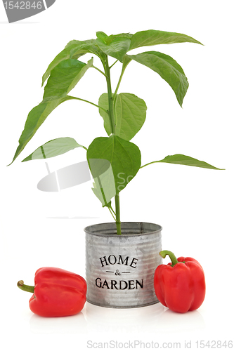 Image of Red Pepper Plant