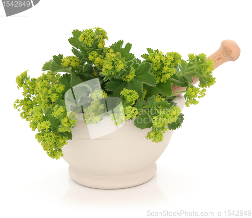 Image of Ladies Mantle Herb Flowers