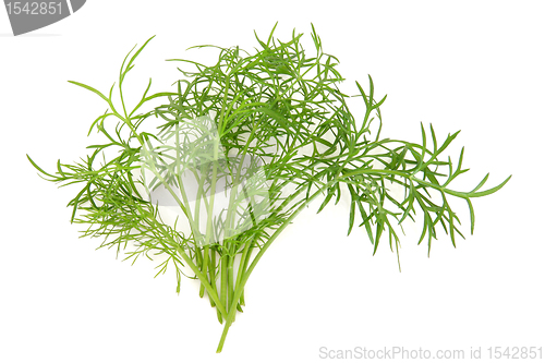 Image of Dill  Herb Leaf Sprig