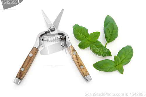 Image of Basil Herb and Secateurs