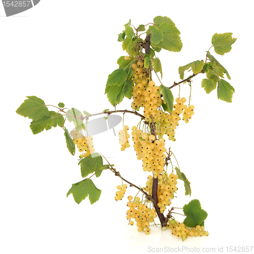 Image of White Currant Fruit 