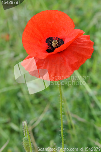 Image of poppy