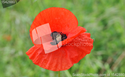 Image of poppy