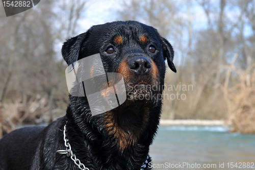 Image of wet rottweiler