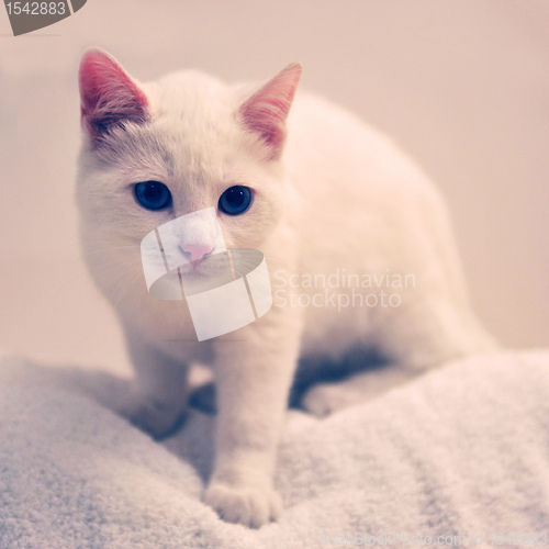 Image of white cat