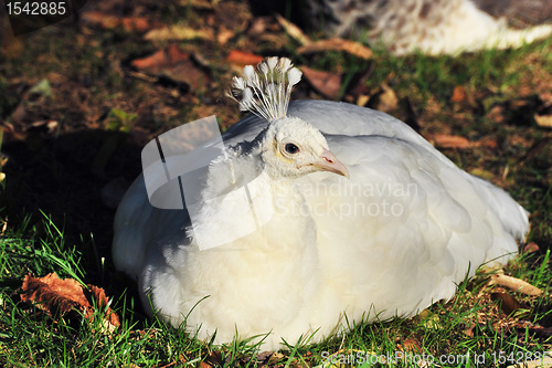 Image of white Peafowl