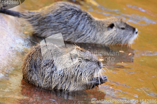 Image of nutria