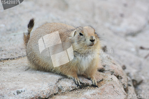 Image of prairie dog