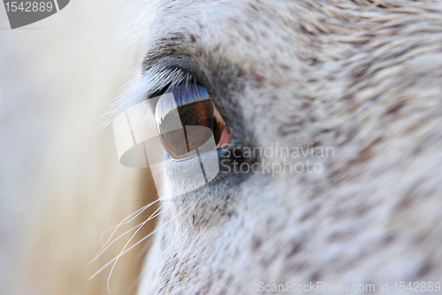 Image of eye of horse