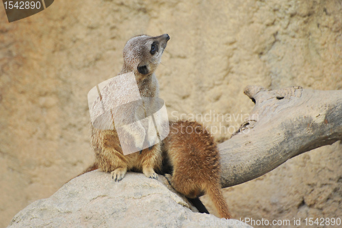 Image of suricates