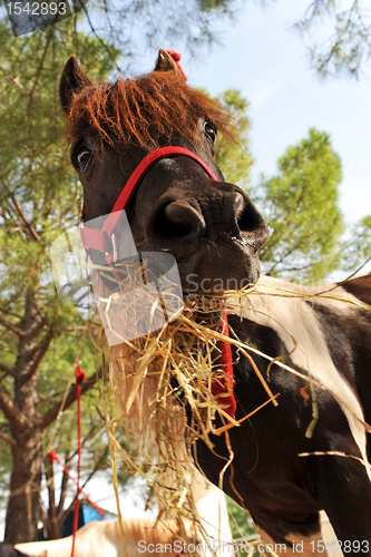 Image of pony and hay