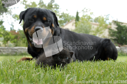 Image of  kitten and rottweiler