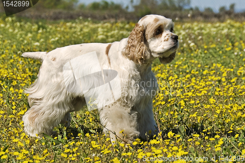 Image of american cocker