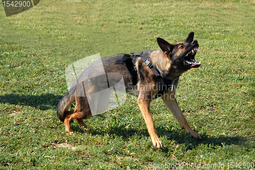 Image of aggressive german shepherd
