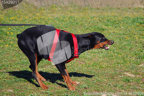 Image of dangerous doberman