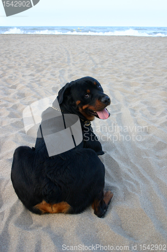 Image of rottweiler on the beach