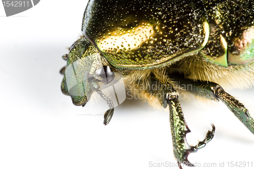 Image of iridescent colorful bug in close up