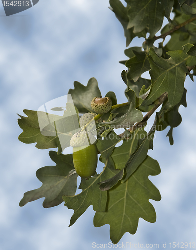 Image of Oak tree