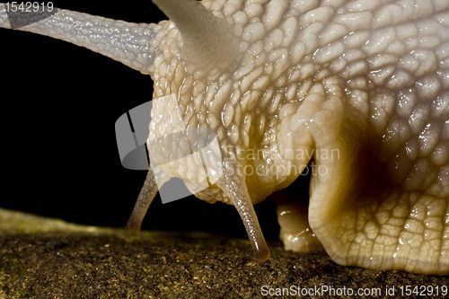 Image of head of snail