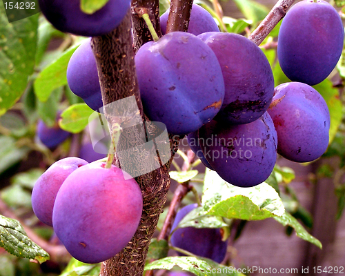 Image of Damsons