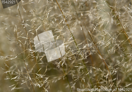 Image of sere filigree grass detail