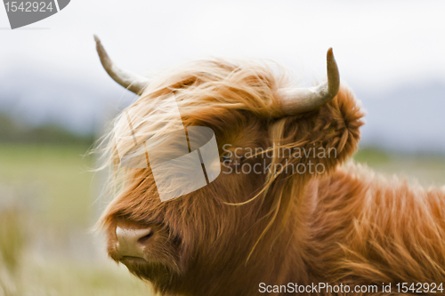 Image of young brown highland cattle