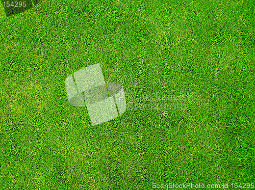 Image of Grass