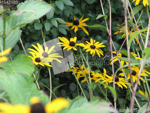 Image of Black Eye Susan