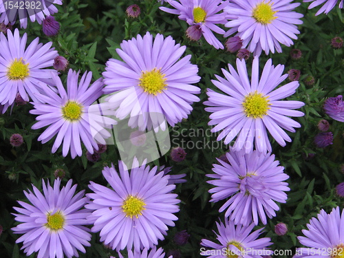 Image of Purple flowers