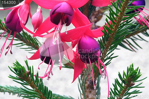 Image of Fushia Bells