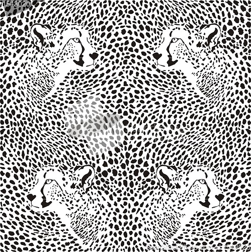 Image of cheetahs background