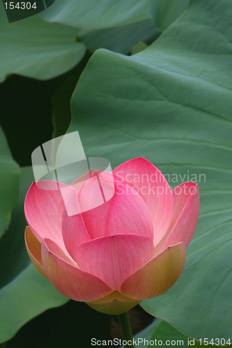 Image of Pink Lotus Blossom