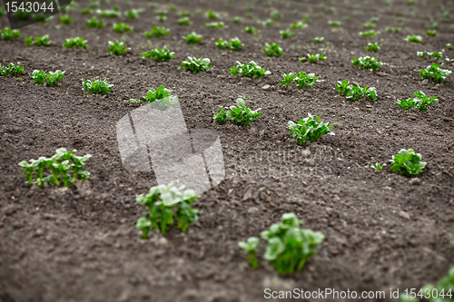 Image of Potato sprouts in field