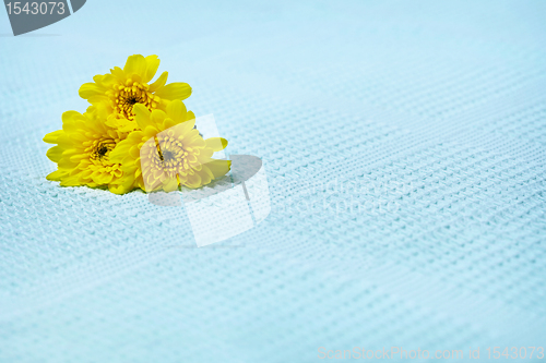 Image of Yellow flowers on a blue towel