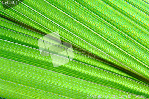 Image of green palm leaf background