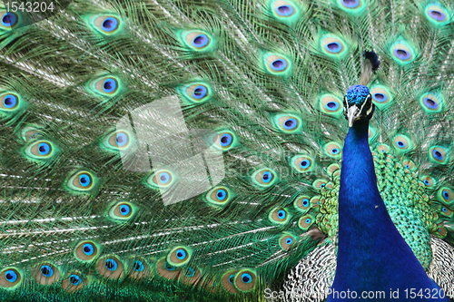 Image of nice blue and green peacock