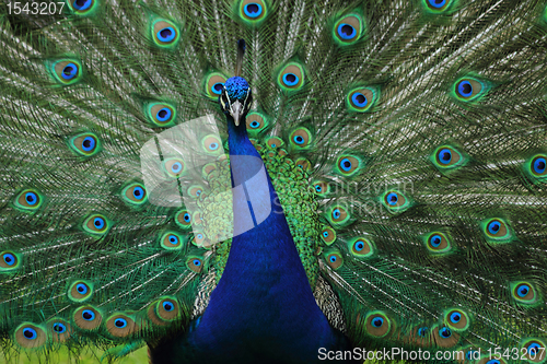 Image of nice blue and green peacock