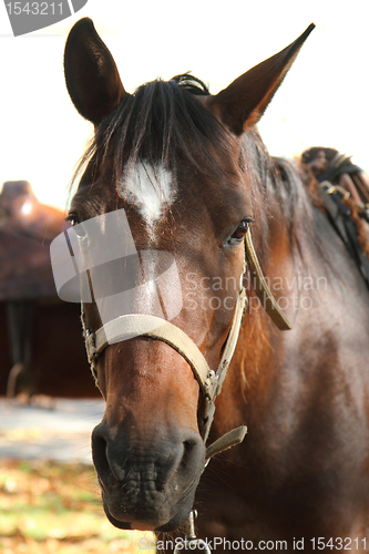 Image of head of horse