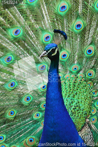 Image of nice blue and green peacock