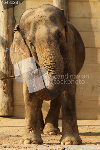 Image of elephant