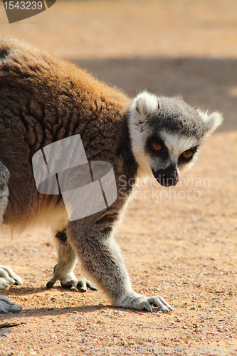 Image of lemur monkey