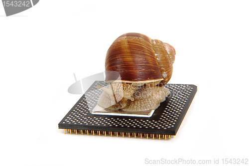 Image of snail isolated on the computer heart