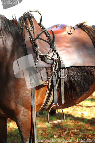 Image of horse saddle