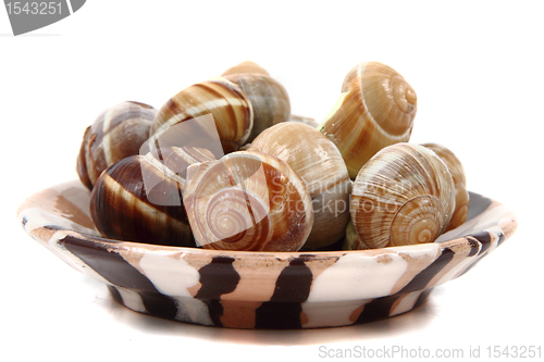 Image of snails - french gourmet food
