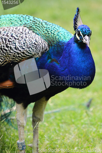 Image of nice blue and green peacock